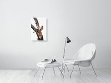 Load image into Gallery viewer, 5523211-1253598