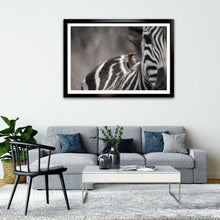 Load image into Gallery viewer, Unexpected Visitor - Zebra - Fine Art Wildlife Photography Print