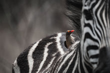 Load image into Gallery viewer, Zebra - Fine Art Wildlife Photography Print by Sam Turley