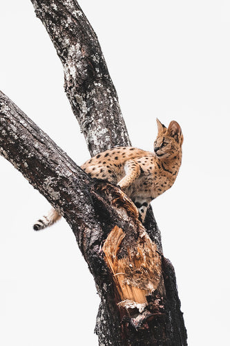 Serval Cat - Fine Art Wildlife Photography Print by Sam Turley