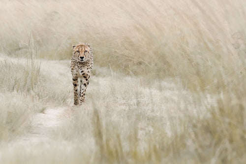 Cheetah - Fine Art Wildlife Photography Print