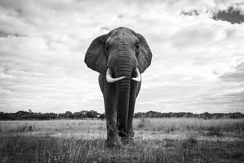 Elephant - Fine Art Wildlife Photography Print by Sam Turley