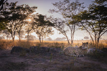 Load image into Gallery viewer, Cheetah - Fine Art Wildlife Photography Print by Sam Turley
