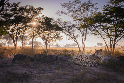 Cheetah - Fine Art Wildlife Photography Print by Sam Turley