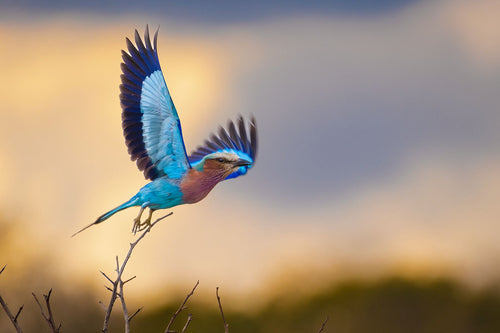 Lilac-Breasted Roller in flight
