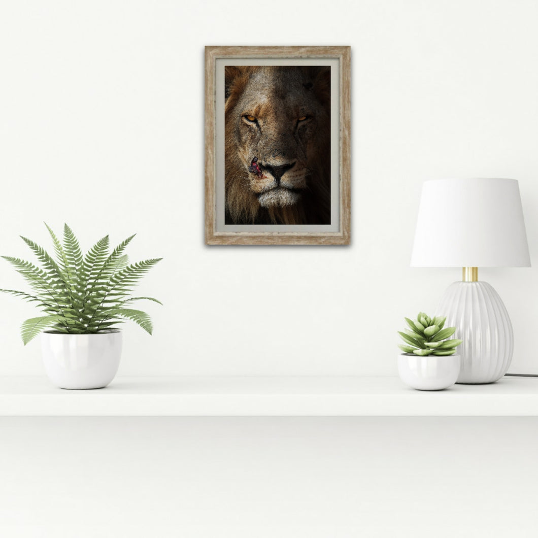 Scarface - Lion - Fine Art Wildlife Photography Print