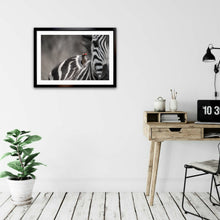 Load image into Gallery viewer, Unexpected Visitor - Zebra - Fine Art Wildlife Photography Print
