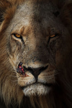 Load image into Gallery viewer, Lion - Fine Art Wildlife Photography Print by Sam Turley
