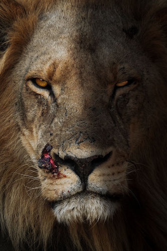 Lion - Fine Art Wildlife Photography Print by Sam Turley