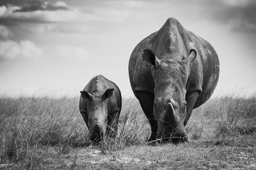 White Rhino - Fine Art Wildlife Photography Print by Sam Turley