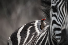 Load image into Gallery viewer, Zebra - Fine Art Wildlife Photography Print by Sam Turley
