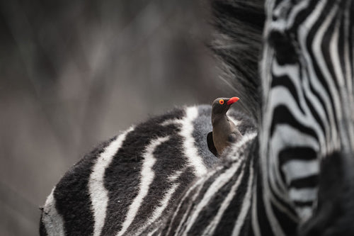 Zebra - Fine Art Wildlife Photography Print by Sam Turley