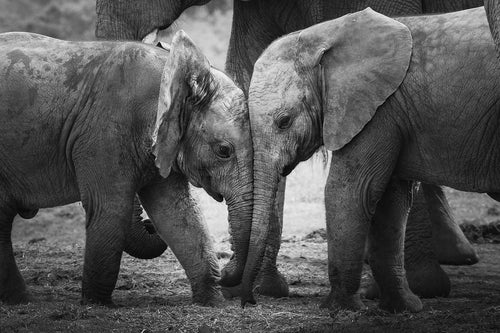 Elephant - Fine Art Wildlife Photography Print by Sam Turley